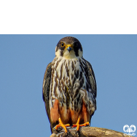 گونه لیل Eurasian Hobby